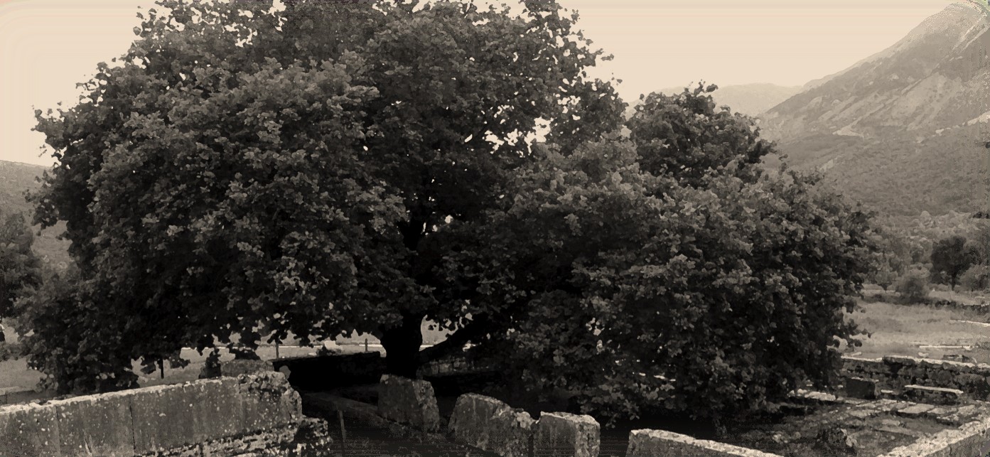 Photo: Oak tree at the Oracle of Zeus at Dodona (present day)